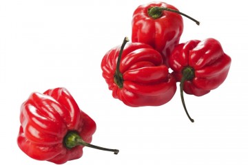 100192 madame jeanet peper rood