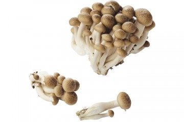 100405 bundelzwammenbruin