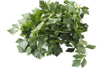 100844 selderij hoes 1