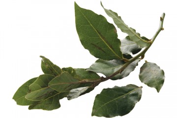 100865 laurier bosje 0