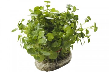 100892 waterkers bosje 1