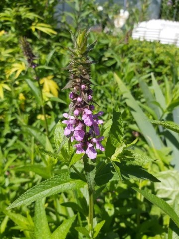 1047347192671272112891384369544330539564340n