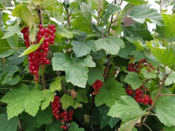 1076291862668377213436649917233172581979739o