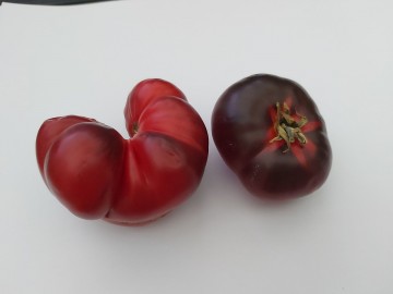 1184006319760050295625728584509802654669285n