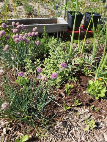 1221662319507423654168503156437586816225541n