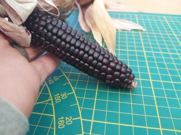 1226888742884418322004396448539345549557191n