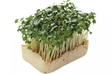 142108 rucola cress 0