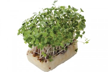 142116 brocco cress 0