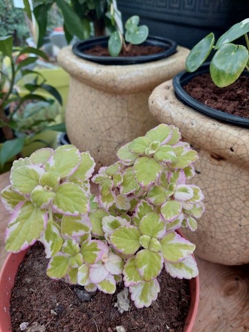 2509800364891617190936074869376174333882947n