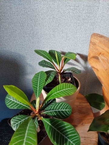 26148996647083750158904916413311714162826775n