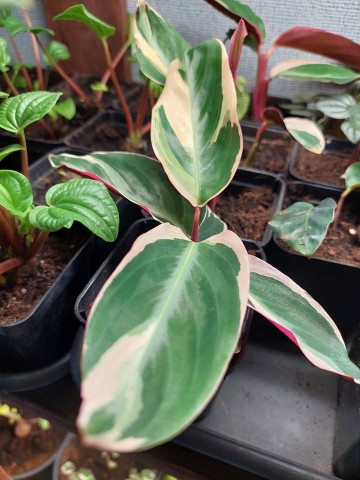 26217025510548564619737158819654815011814388n