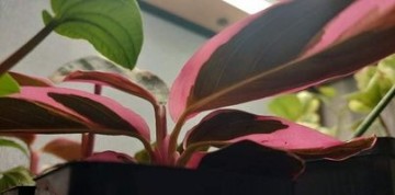 2624280179628346079237273973840922853773610n 1