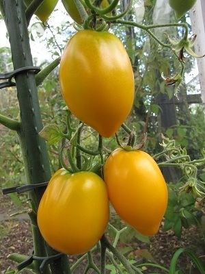 415a131dc770884d1e24ae206cd3dff6