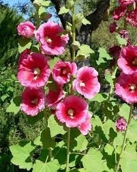 Alcea rosea