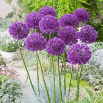Alium purple sensation