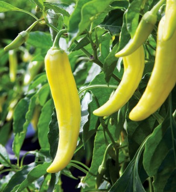 Banana pepper 0