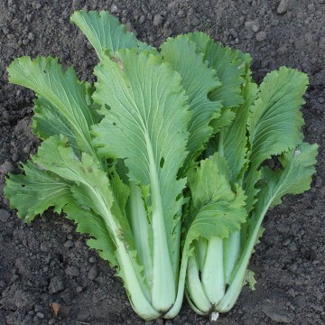 Bolster 1470 chinese kool granaat brassica pekinensis