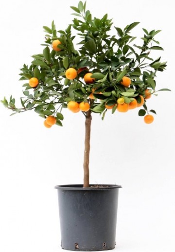 Calamondin