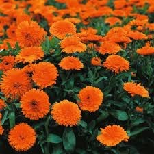 Calendula sungirl