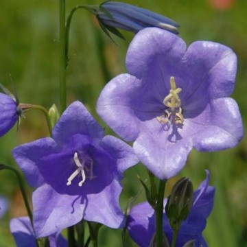 Campanula persicfolia blue