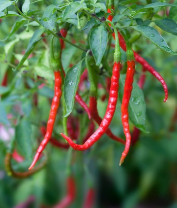 Chile de arbol hot pepper