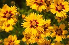 Coreopsis grandifolra