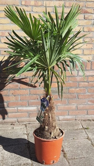 Cropped trachycarpus fortunei 20 25cm 1 768x1359 1