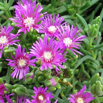 Delosperma cooperi pink600 a