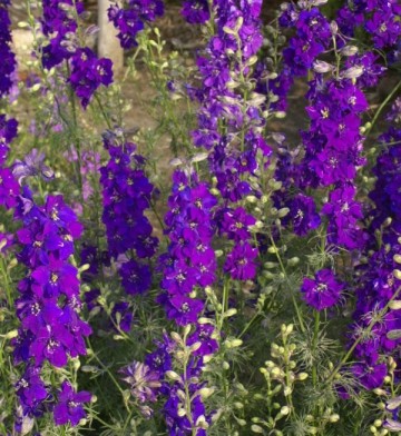 Delphinium consolida