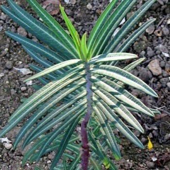 Euphorbia lathyris seeds