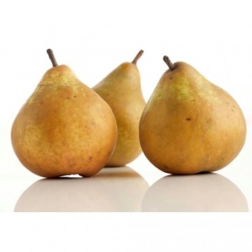 Gieserwildeman1 500x500 0