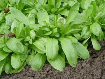 Grote noordhollandse veldsla 0