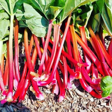 Img20210611194022572