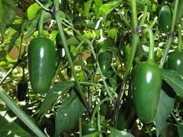 Jalapeno tam