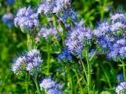 Lacy phacelia