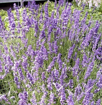 Lavendel