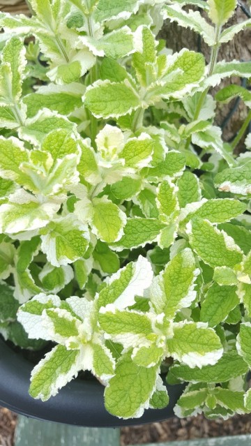 Mentha x rotundifolia variegata bonte ananasmunt