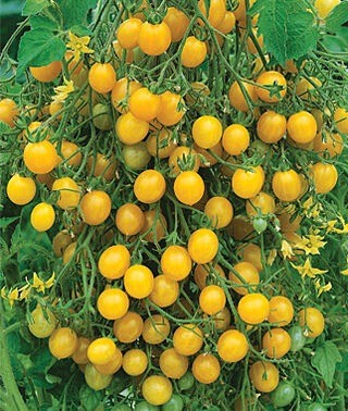 Mirabelles geel