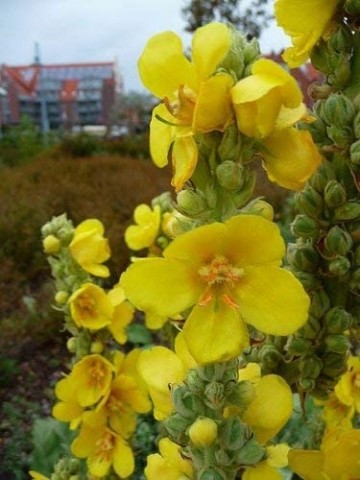Mullein