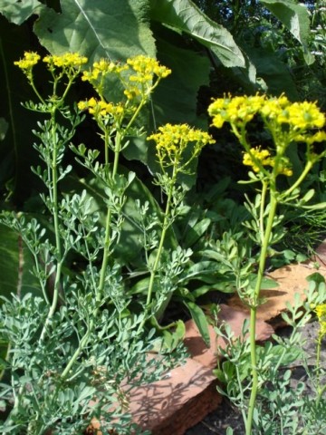 Mw08tuin wijnruit 25