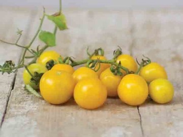 Napa chardonnay blus