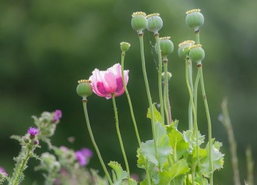 Papaver opium