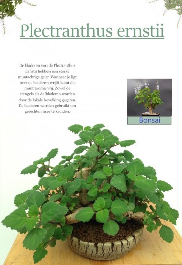 Plectranthus ernstii 2