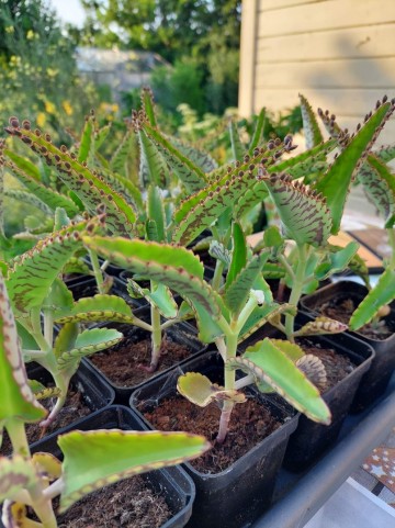 Received2240879059382229