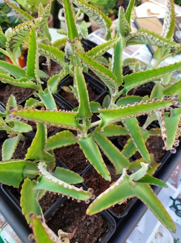 Received814442525863004