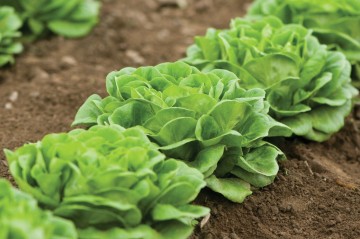 Zwart duits kropsla 0