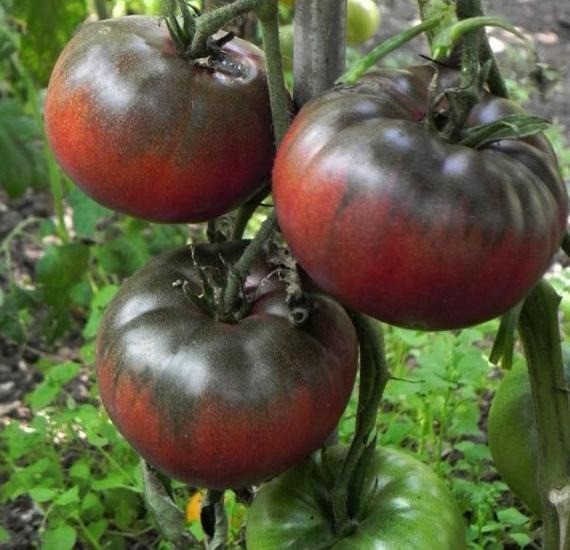 Tomaat 'Zwarte Krim' (Solanum lycopersicum) zaden